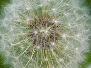 Captivating close-up of a dandelion seed head showcasing intricate patterns and delicate structure.